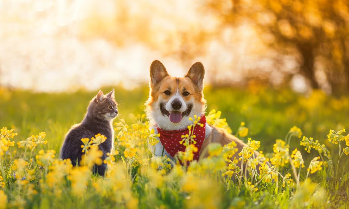 Tick prevention in pets.