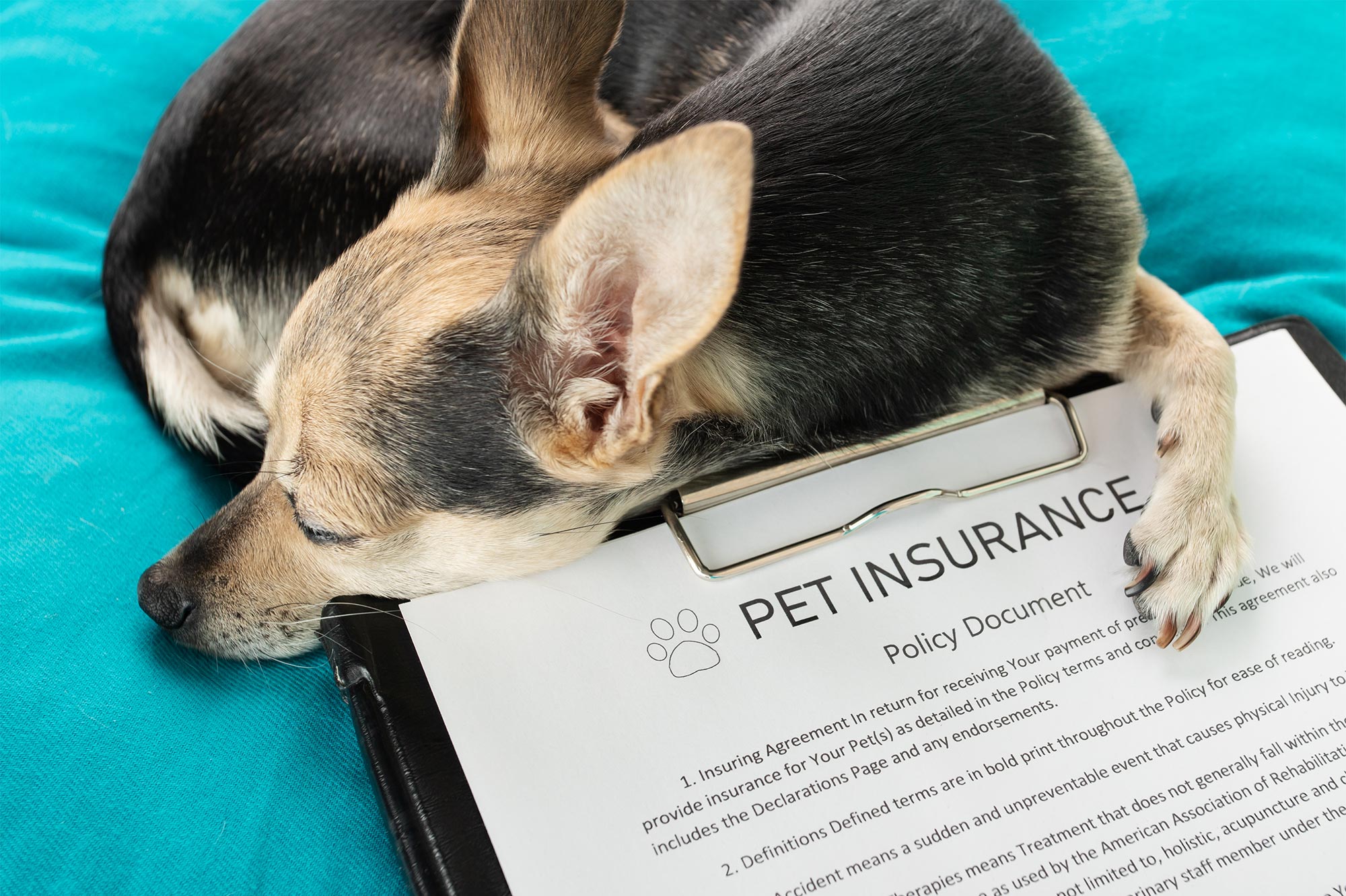 Invest in Your Pet's Health with Pet Wellness Care and Pet Insurance