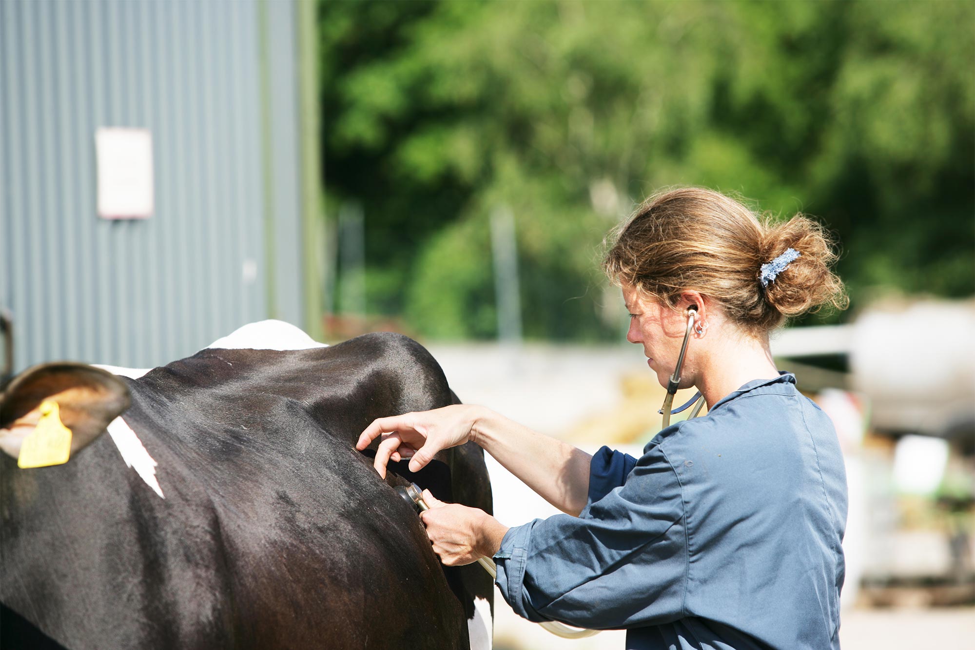 Summer Herd Health: Keeping Farm Animals Safe
