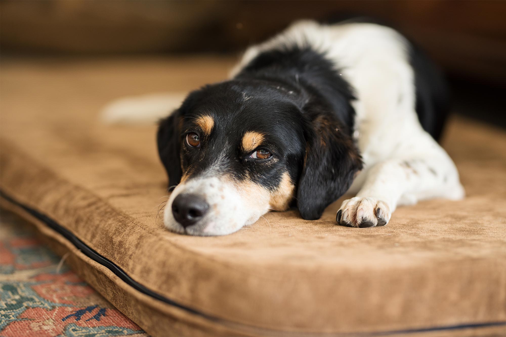 sick dog laying on a couch
