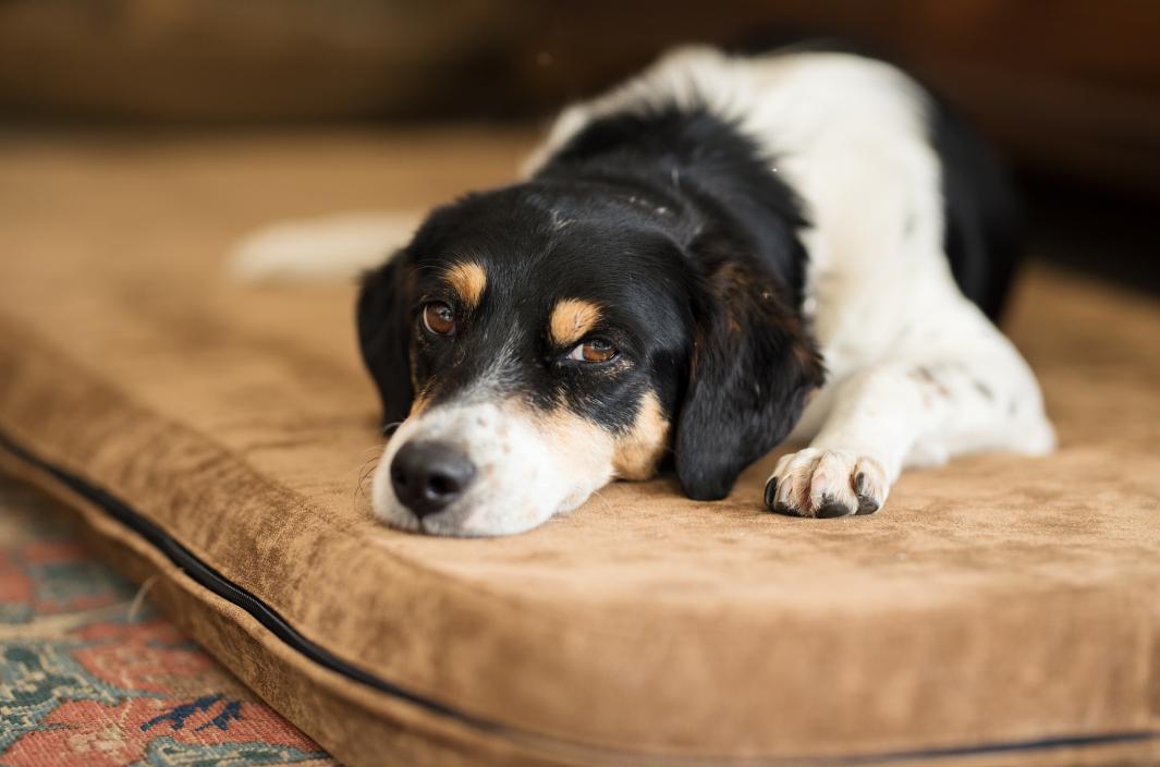 sick dog laying on a couch.