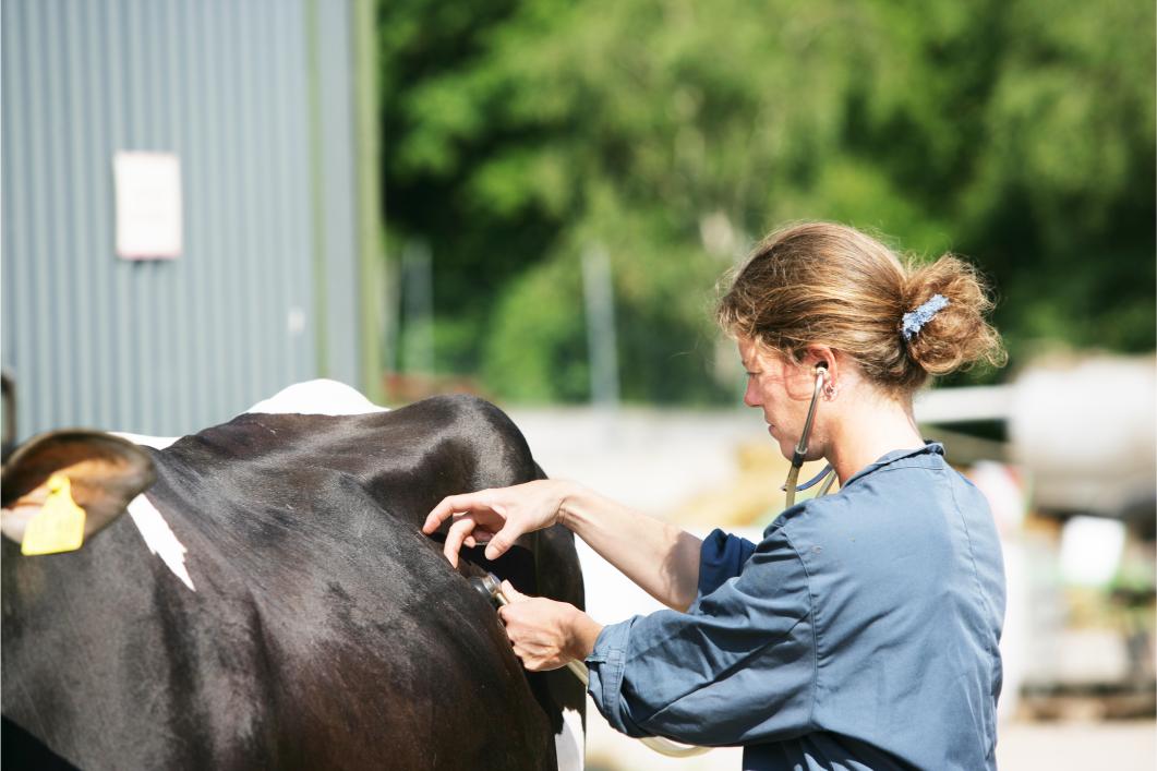 female veterinarian helping a cow.