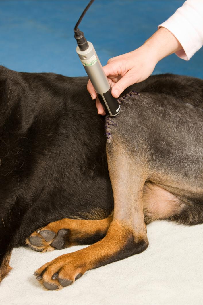 dog laser therapy after knee surgery.