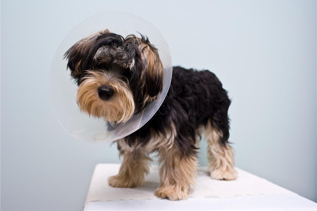 Neutered Puppy with Cone On Their Head.