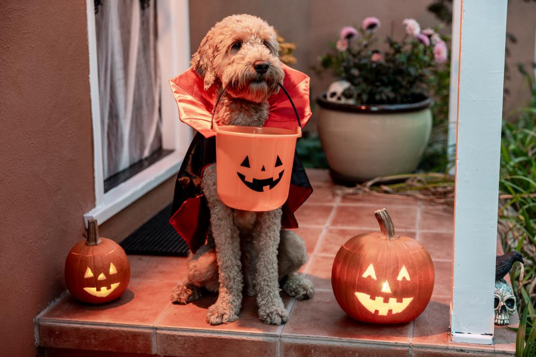 Goldendoodle vampire dog costume.