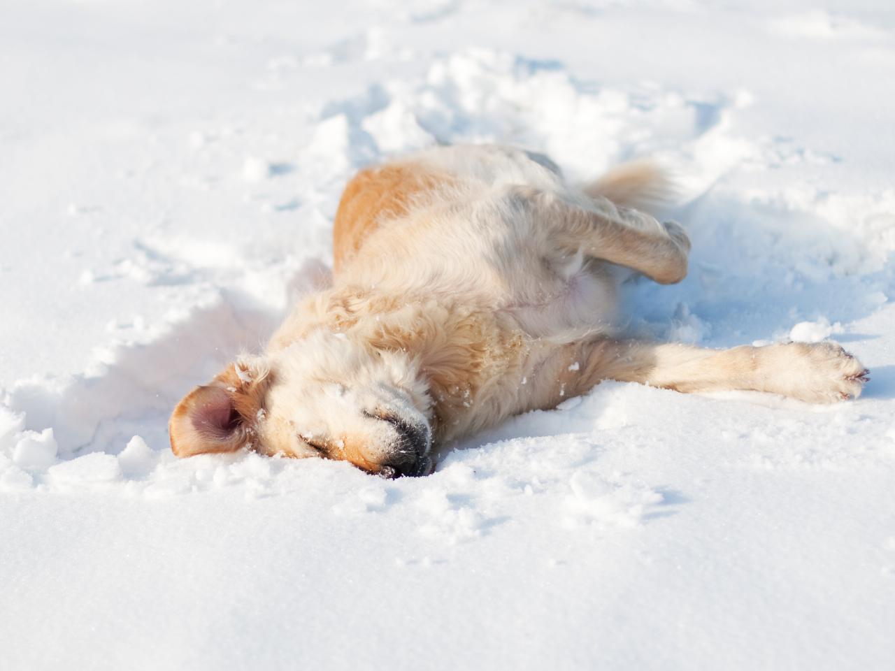 What Are the Winter Hazards for Alpena Pets?
