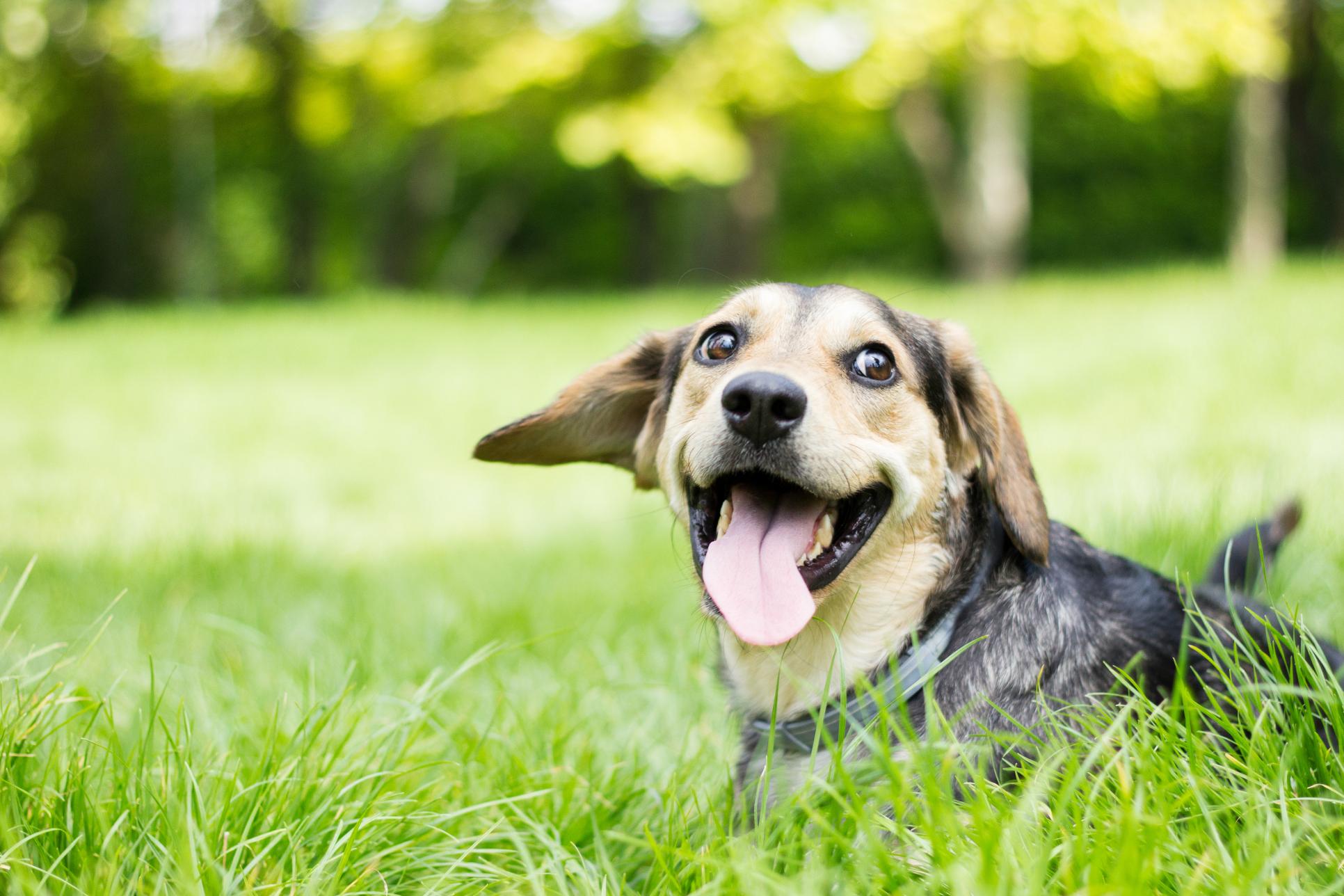 Spring is Almost Here: How to Protect Pets From Outdoor Hazards