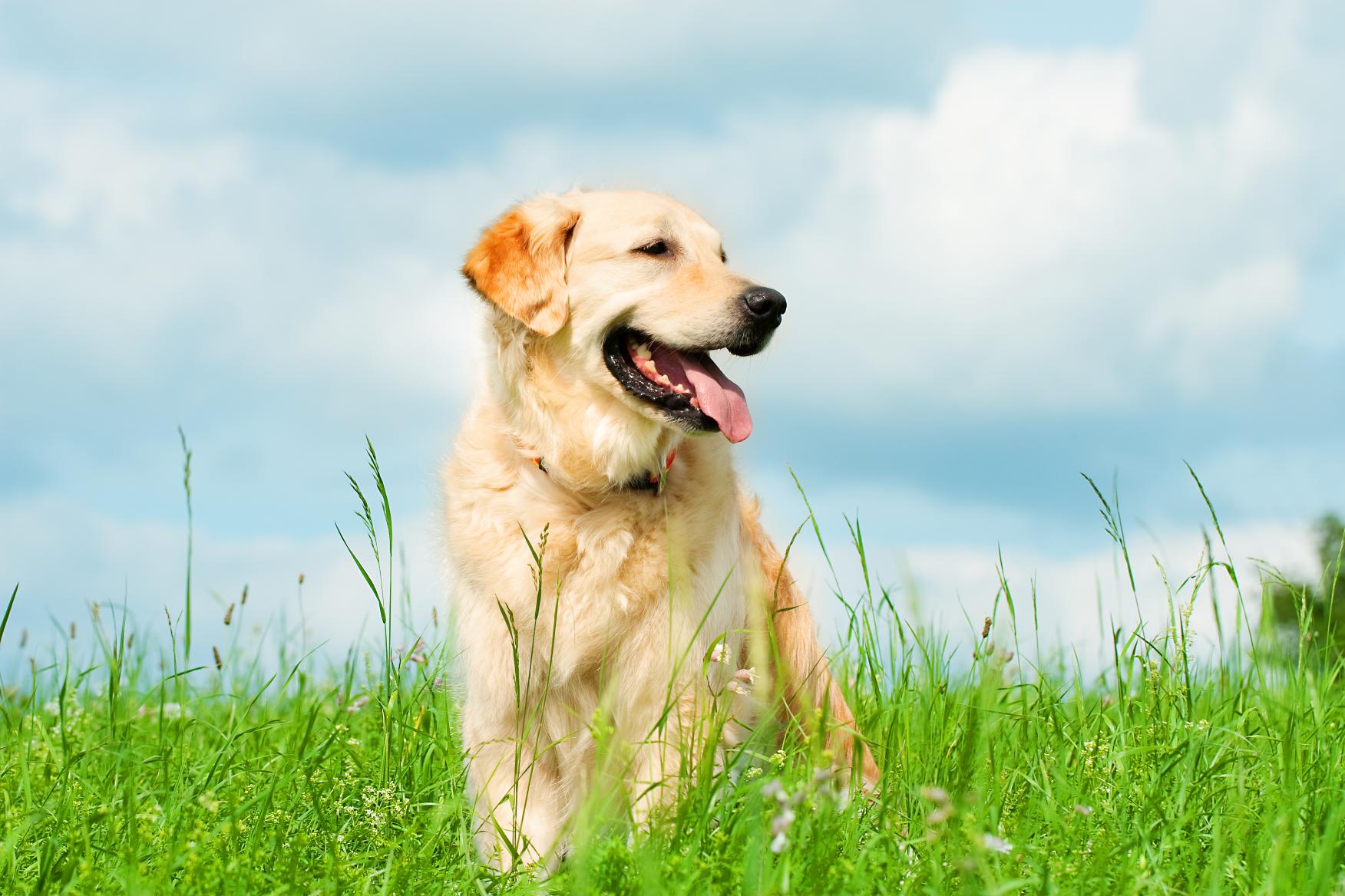 Spring Activity Tips to Keep Alpena Dogs Strong, Fit, and Comfortable