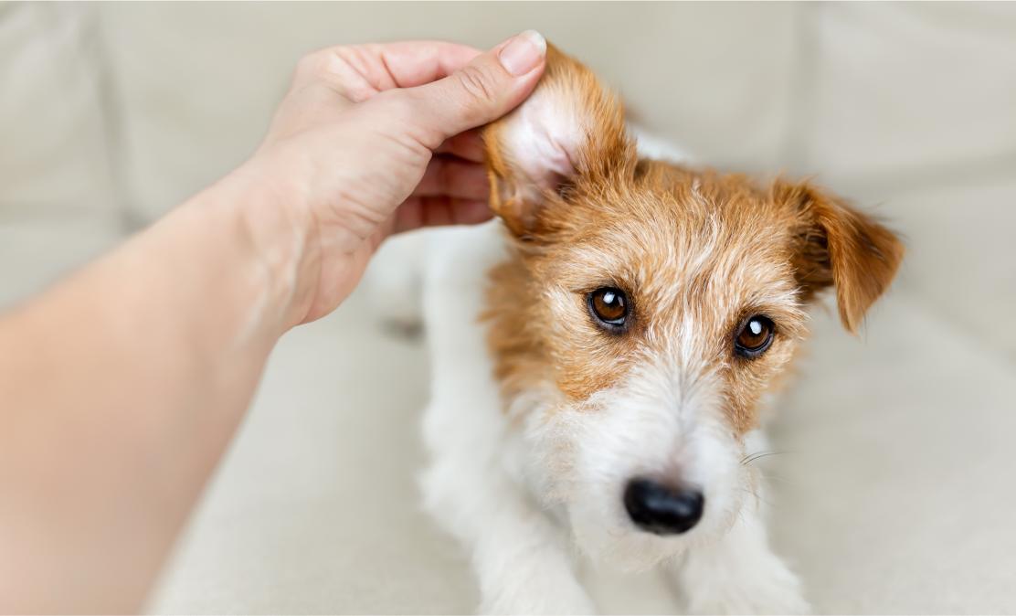 Alpena Lake Life: Preventing Springtime Ear Infections