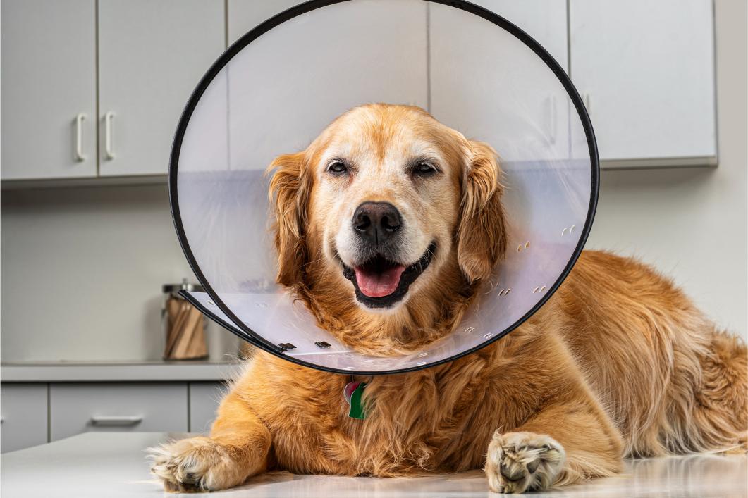 Why Working Dogs Need Different Veterinary Care
