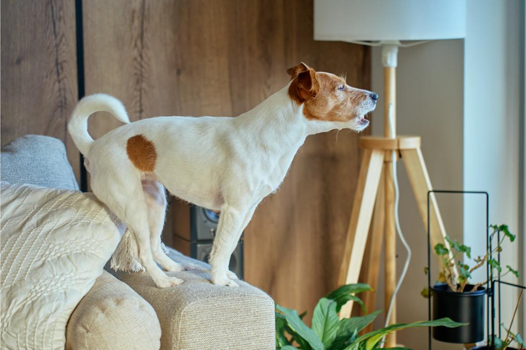 Sudden Changes in Bark or Vocalization in Dogs