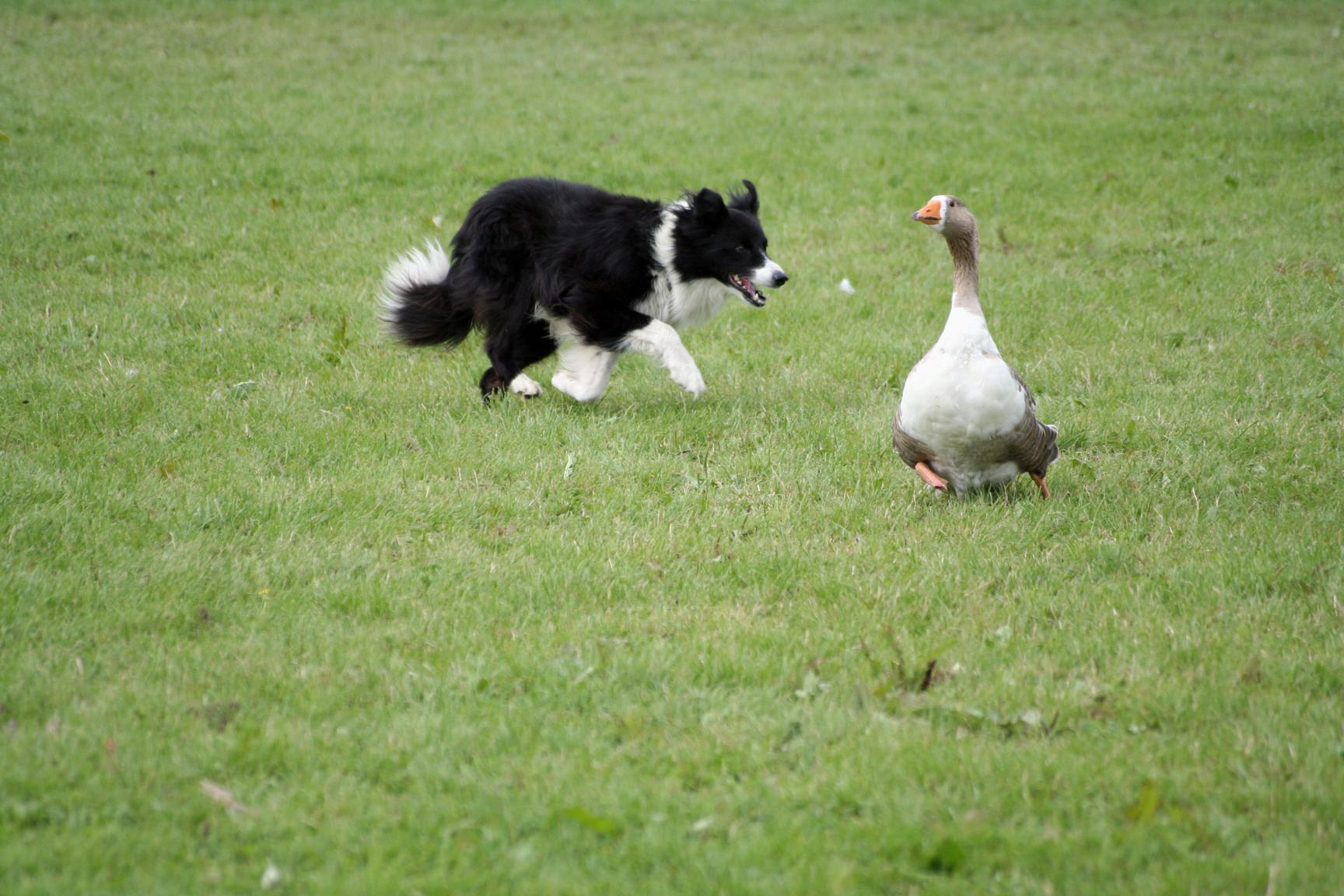 What Pet Owners Should Know About Migratory Waterfowl and Backyard Dogs Along Lake Huron