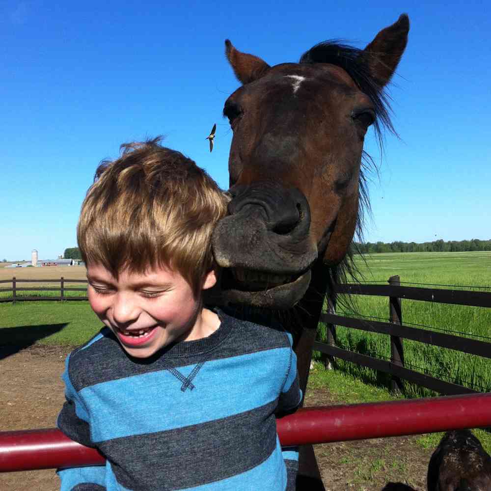 Large Animal Medicine