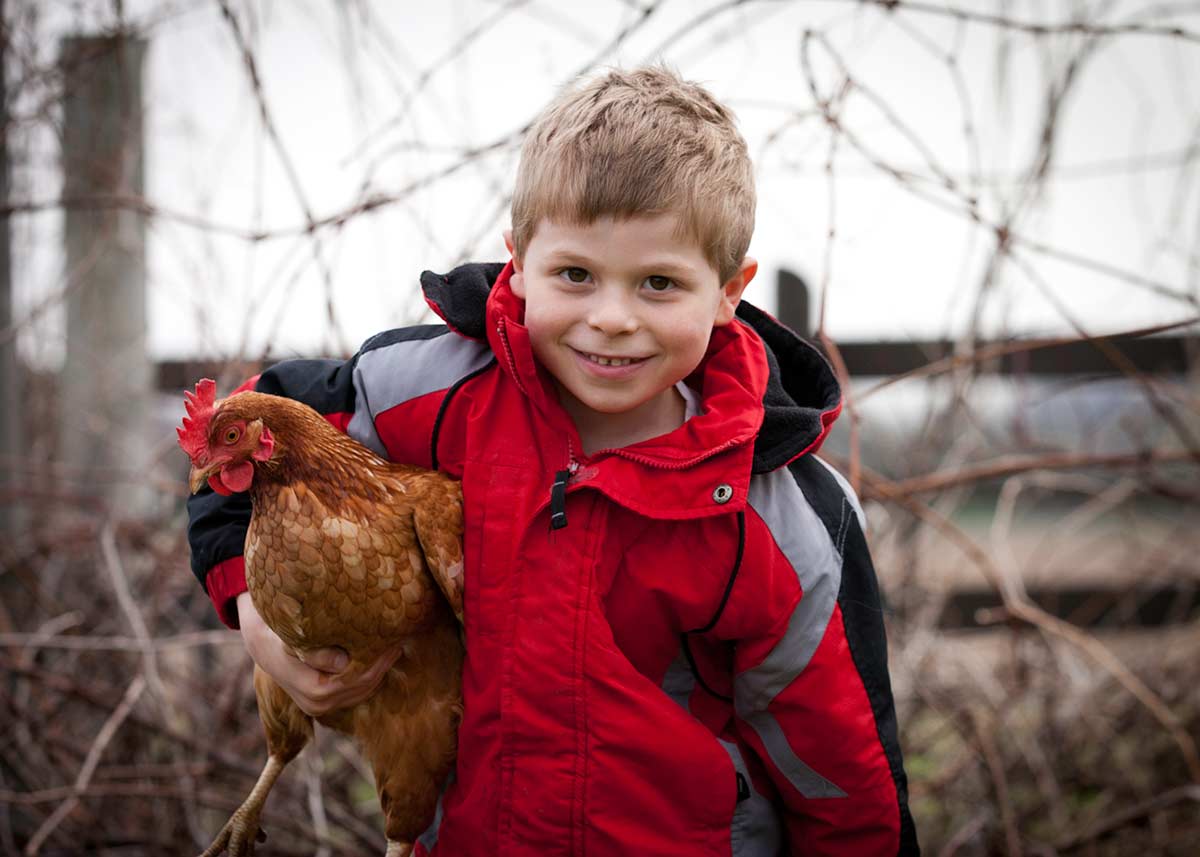 Boy holding chicken