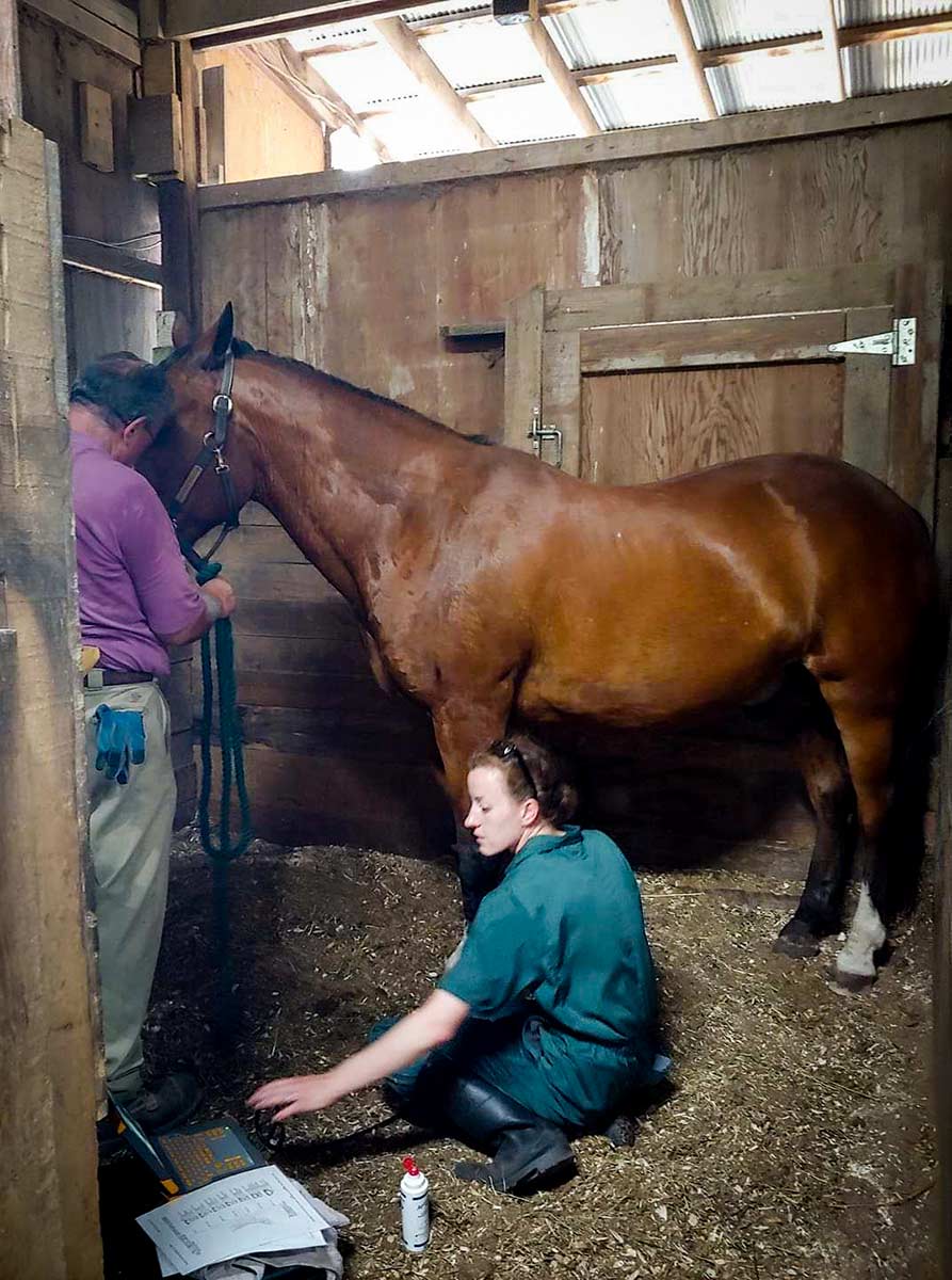 Treating a horse