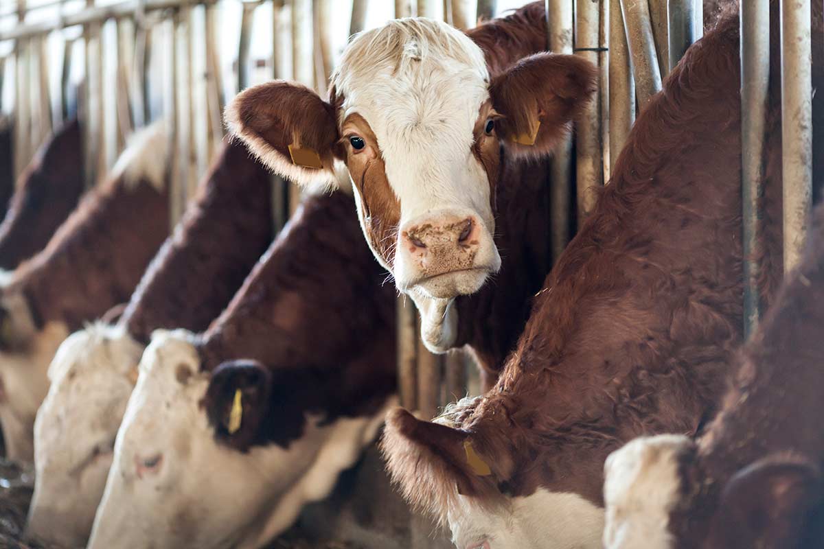 Cattle in a barn
