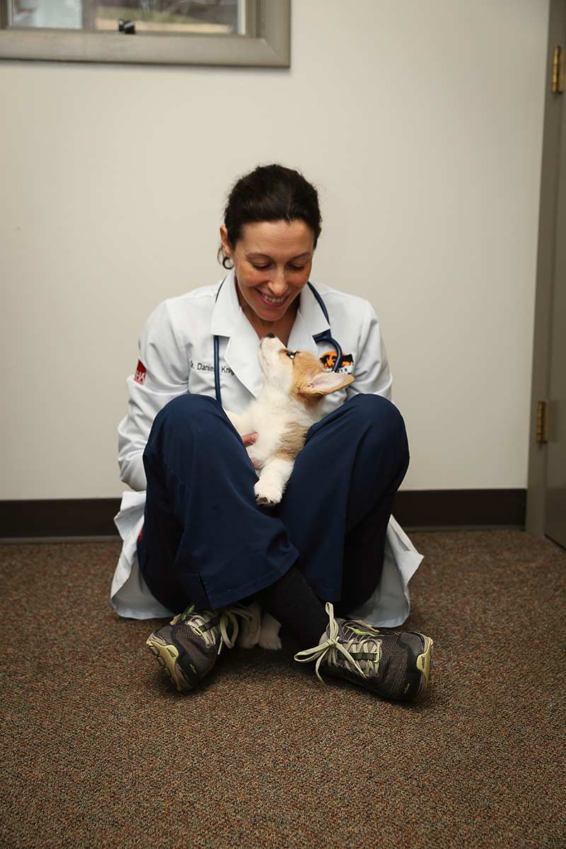 A corgi being cuddled by one of our staff