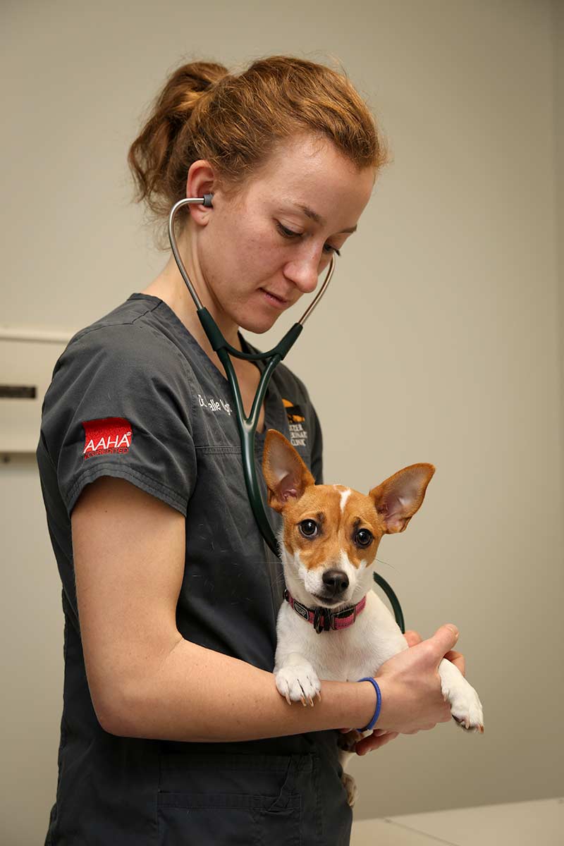 Veterinarian examining dog